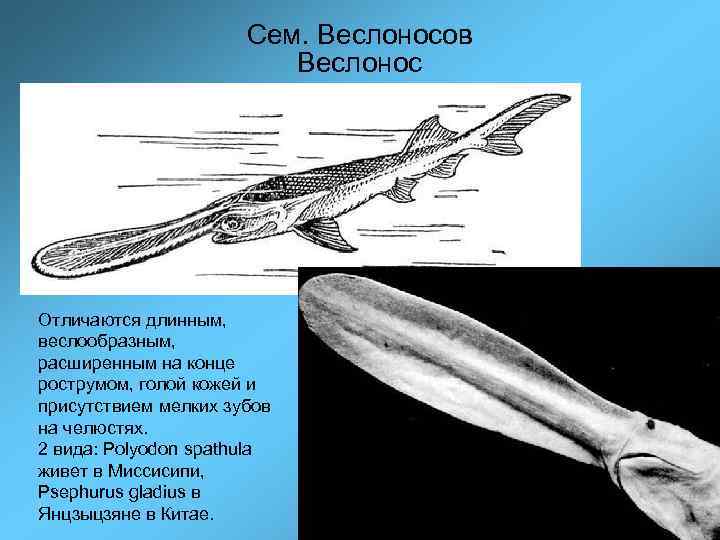 Сем. Веслоносов Веслонос Отличаются длинным, веслообразным, расширенным на конце рострумом, голой кожей и присутствием