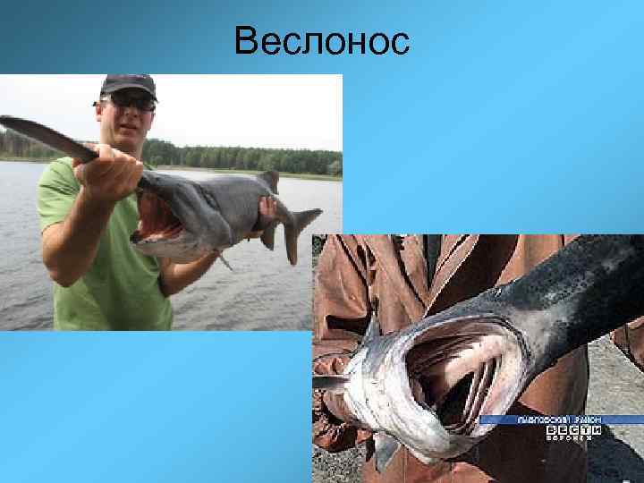 Веслонос 