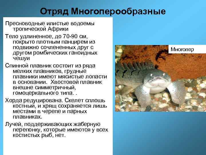 Отряд Многоперообразные Пресноводные илистые водоемы тропической Африки Тело удлиненное, до 70 -90 см, покрыто