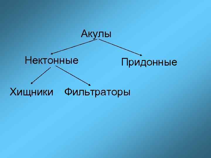 Акулы Нектонные Хищники Придонные Фильтраторы 