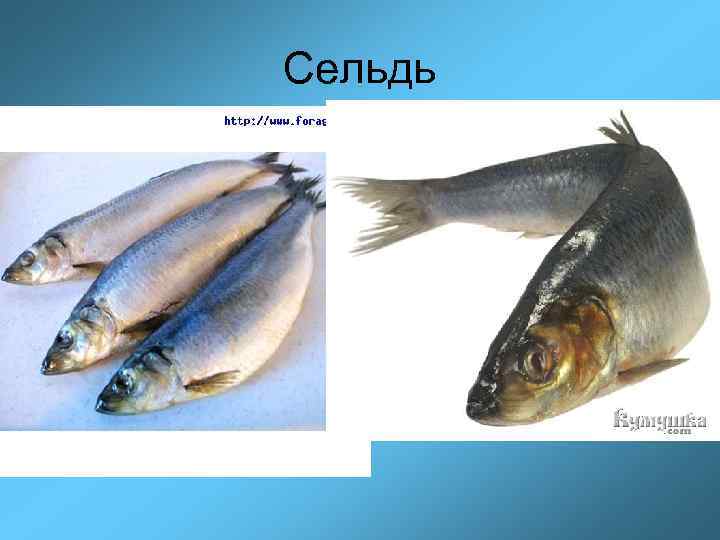 Сельдь 