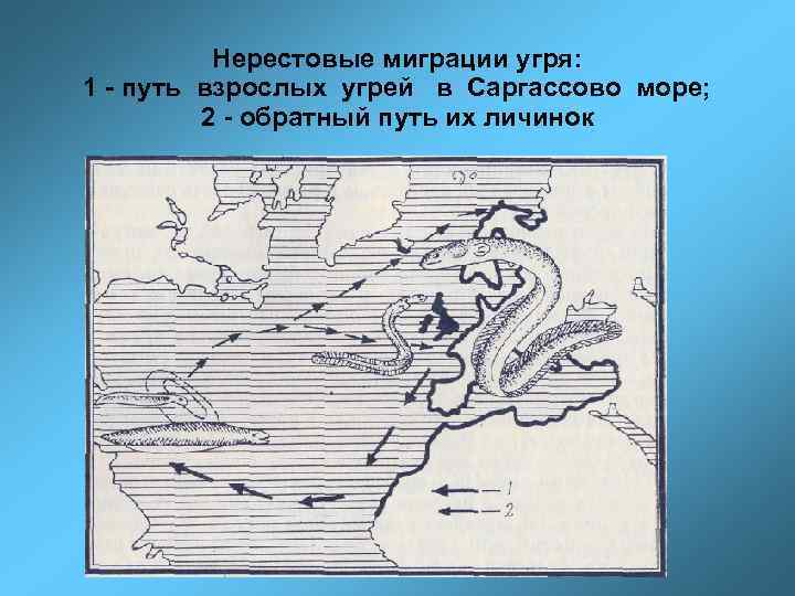 Нерестовые миграции угря: 1 - путь взрослых угрей в Саргассово море; 2 - обратный