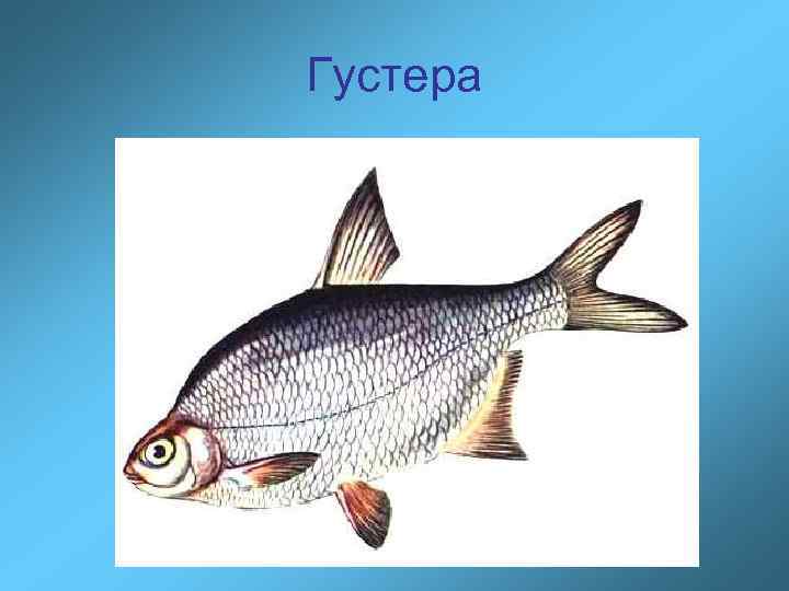 Густера 