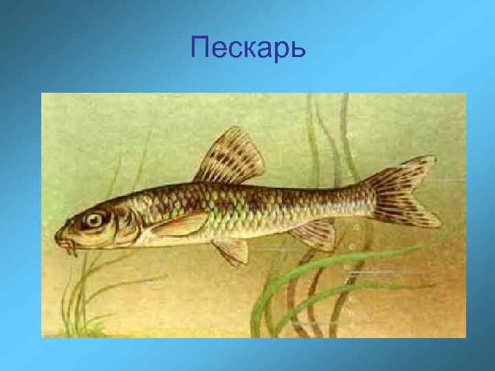 Пескарь 