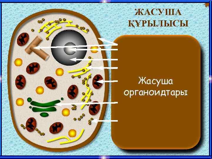 ЖАСУША ҚҰРЫЛЫСЫ Эндоплазмалық тор Лизосомалар Жасуша. Ядро Рибосомалар Цитоплазма Ядрошық мембранасы Гольджи аппараты Жасуша