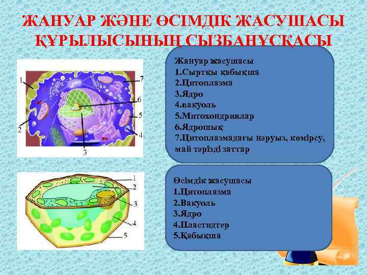 ЖАНУАР ЖӘНЕ ӨСІМДІК ЖАСУШАСЫ ҚҰРЫЛЫСЫНЫҢ СЫЗБАНҰСҚАСЫ Жануар жасушасы 1. Сыртқы қабықша 2. Цитоплазма 3.