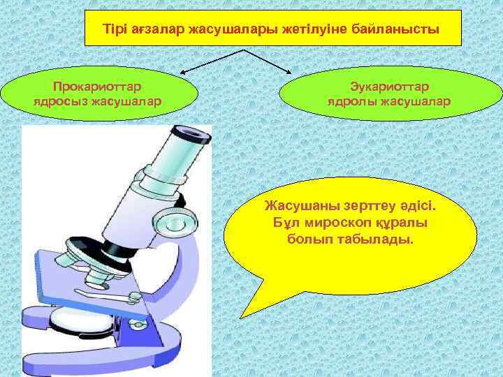 Тірі ағзалар жасушалары жетілуіне байланысты Прокариоттар ядросыз жасушалар Эукариоттар ядролы жасушалар Жасушаны зерттеу әдісі.