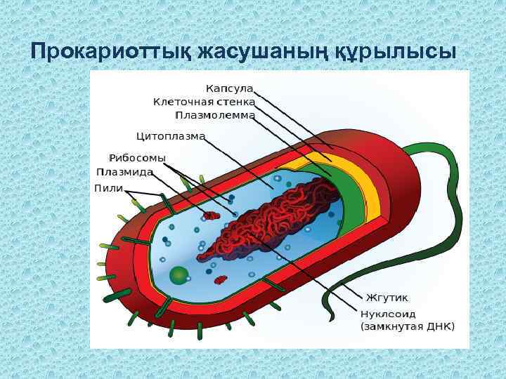 Прокариоттық жасушаның құрылысы 