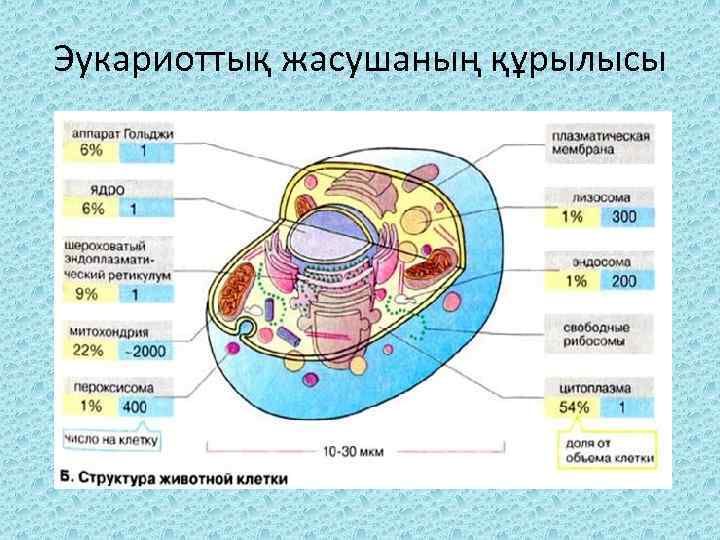 Эукариоттық жасушаның құрылысы 