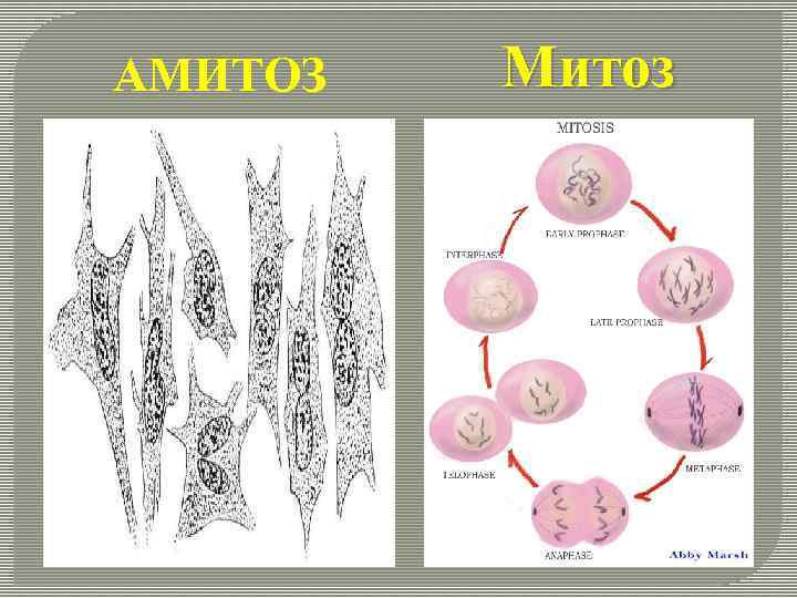 АМИТОЗ Митоз 