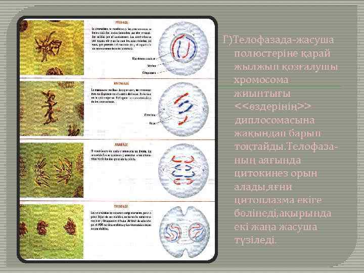 Г)Телофазада-жасуша полюстеріне қарай жылжып қозғалушы хромосома жиынтығы <<өздерінің>> диплосомасына жақындап барып тоқтайды. Телофазаның аяғында