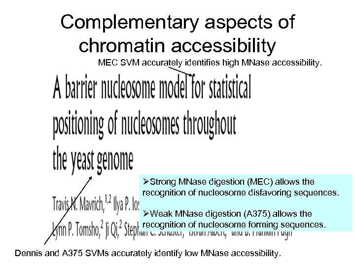 Complementary aspects of chromatin accessibility MEC SVM accurately identifies high MNase accessibility. ØStrong MNase