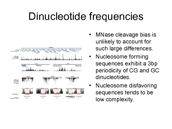 Dinucleotide frequencies • MNase cleavage bias is unlikely to account for such large differences.