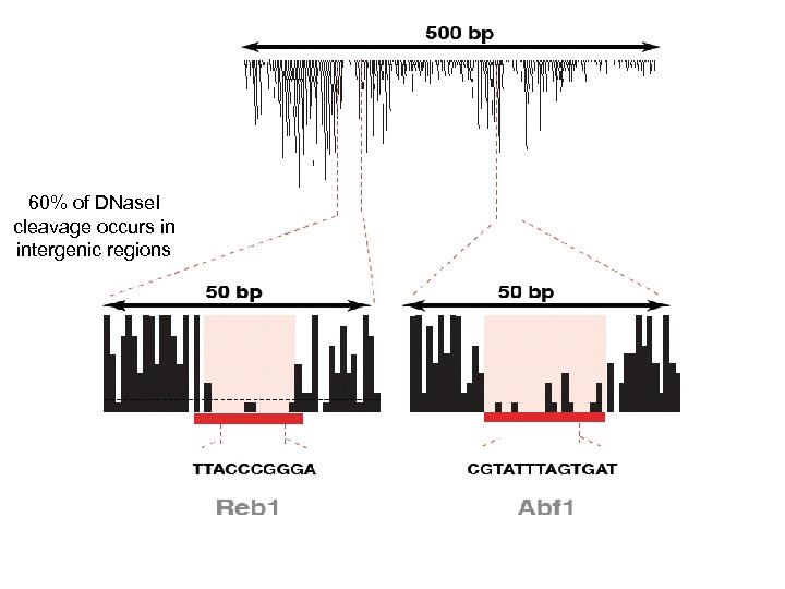 60% of DNase. I cleavage occurs in intergenic regions 
