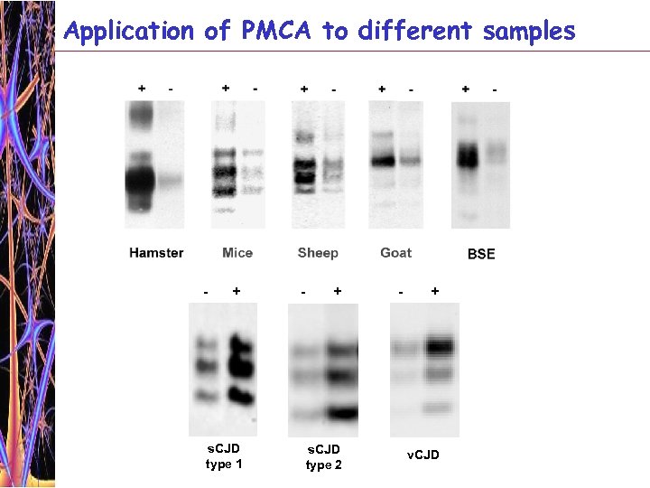 Application of PMCA to different samples - + s. CJD type 1 - +