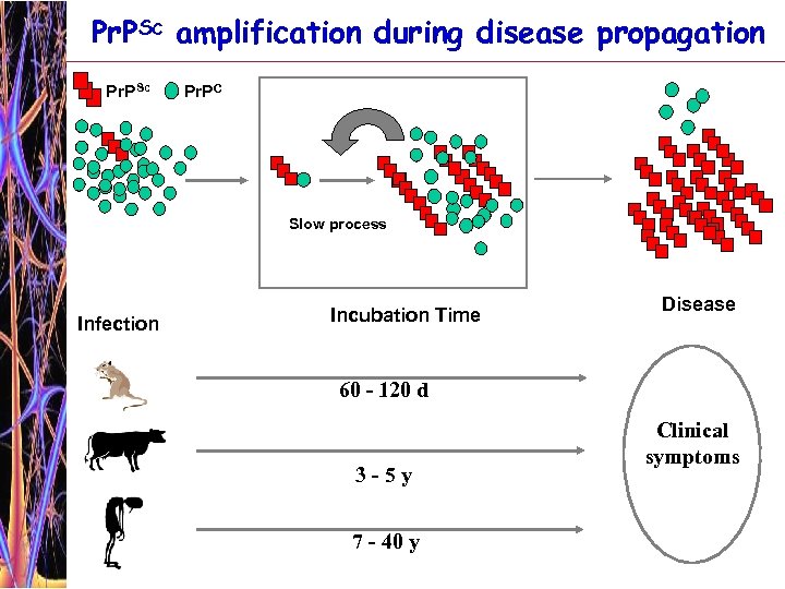 Pr. PSc amplification during disease propagation Pr. PSc Pr. PC Slow process Infection Incubation