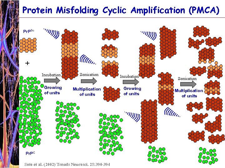 Protein Misfolding Cyclic Amplification (PMCA) Pr. PSc + Incubation Growing of units Sonication Multiplication