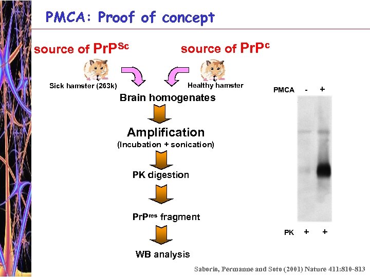 PMCA: Proof of concept source of Pr. PSc Sick hamster (263 k) source of