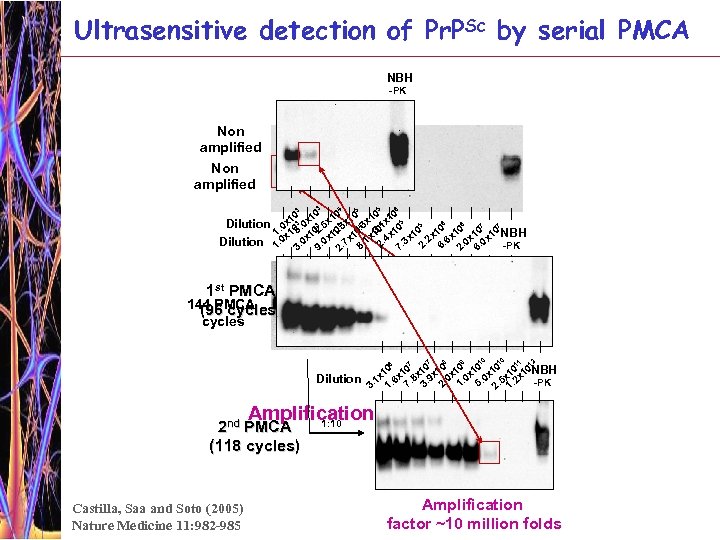 Ultrasensitive detection of Pr. PSc by serial PMCA NBH -PK Non amplified 3 Dilution