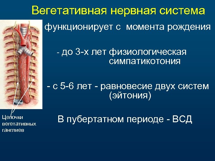 Вегетативная нервная система функционирует с момента рождения - до 3 -х лет физиологическая симпатикотония