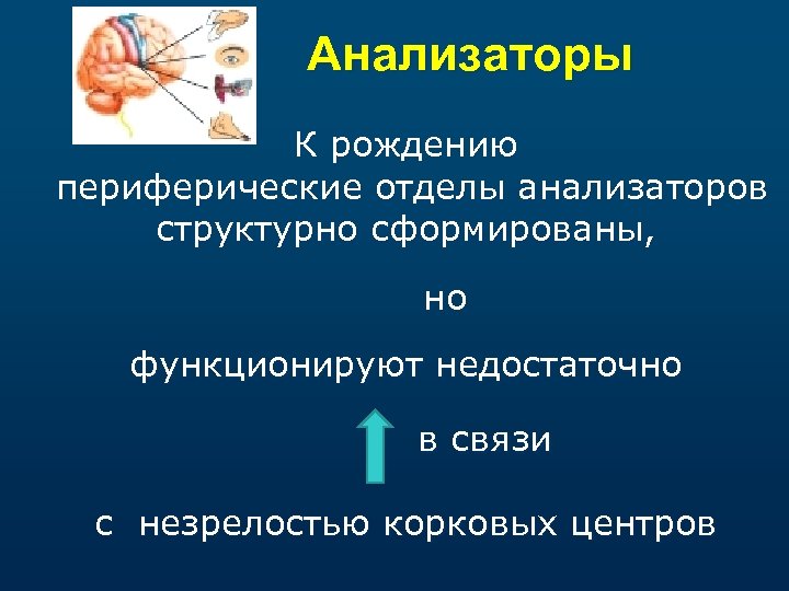 Анализаторы К рождению периферические отделы анализаторов структурно сформированы, но функционируют недостаточно в связи с