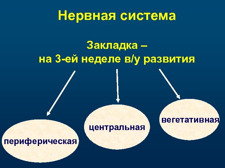 Нервная система Закладка – на 3 -ей неделе в/у развития центральная периферическая вегетативная 