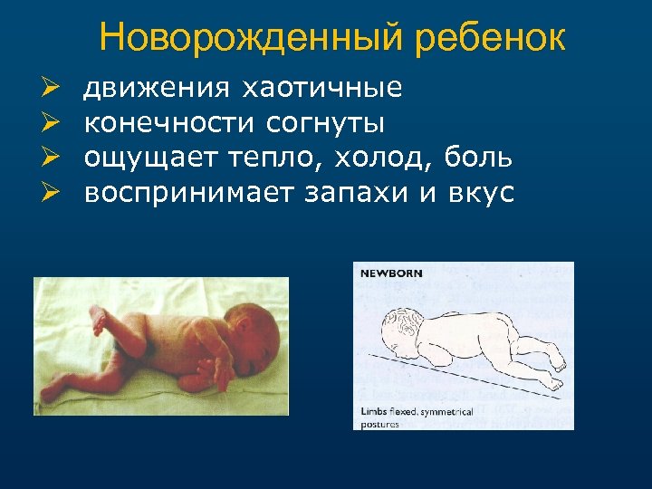 Новорожденный ребенок Ø Ø движения хаотичные конечности согнуты ощущает тепло, холод, боль воспринимает запахи