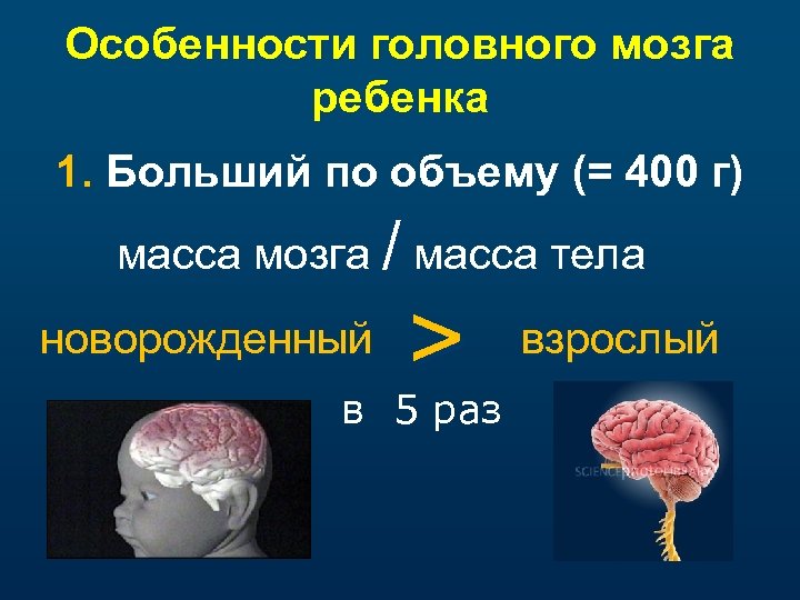 Особенности головного мозга ребенка 1. Больший по объему (= 400 г) масса мозга /