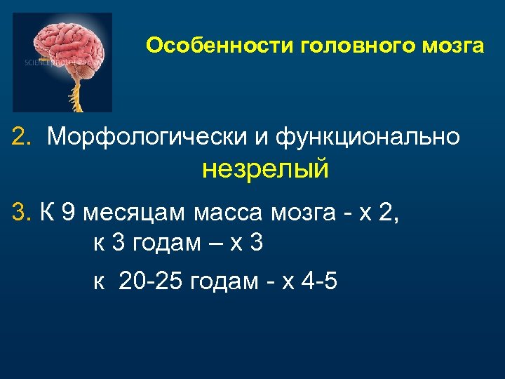 Особенности головного мозга 2. Морфологически и функционально незрелый 3. К 9 месяцам масса мозга