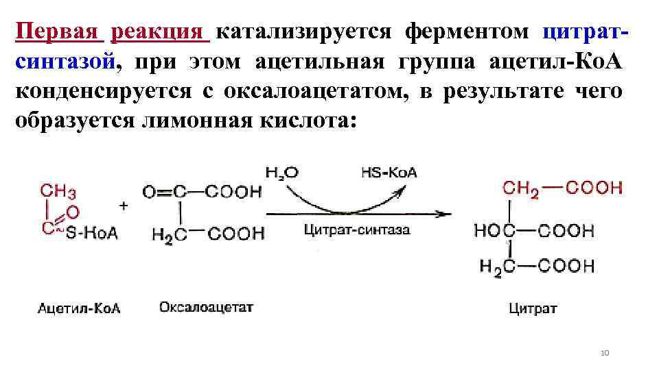 Первая реакция катализируется ферментом цитратсинтазой, при этом ацетильная группа ацетил-Ко. А конденсируется с оксалоацетатом,