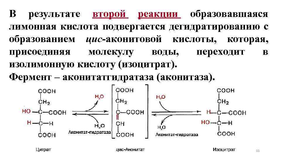 В результате второй реакции образовавшаяся лимонная кислота подвергается дегидратированию с образованием цис-аконитовой кислоты, которая,
