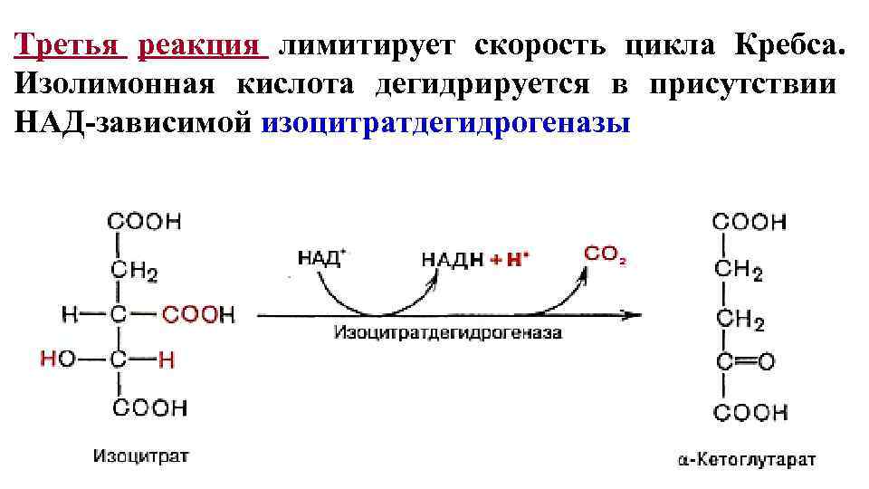 Третья реакция лимитирует скорость цикла Кребса. Изолимонная кислота дегидрируется в присутствии НАД-зависимой изоцитратдегидрогеназы 12