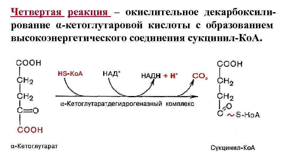 Четвертая реакция – окислительное декарбоксилирование α-кетоглутаровой кислоты с образованием высокоэнергетического соединения сукцинил-Ко. А. 13