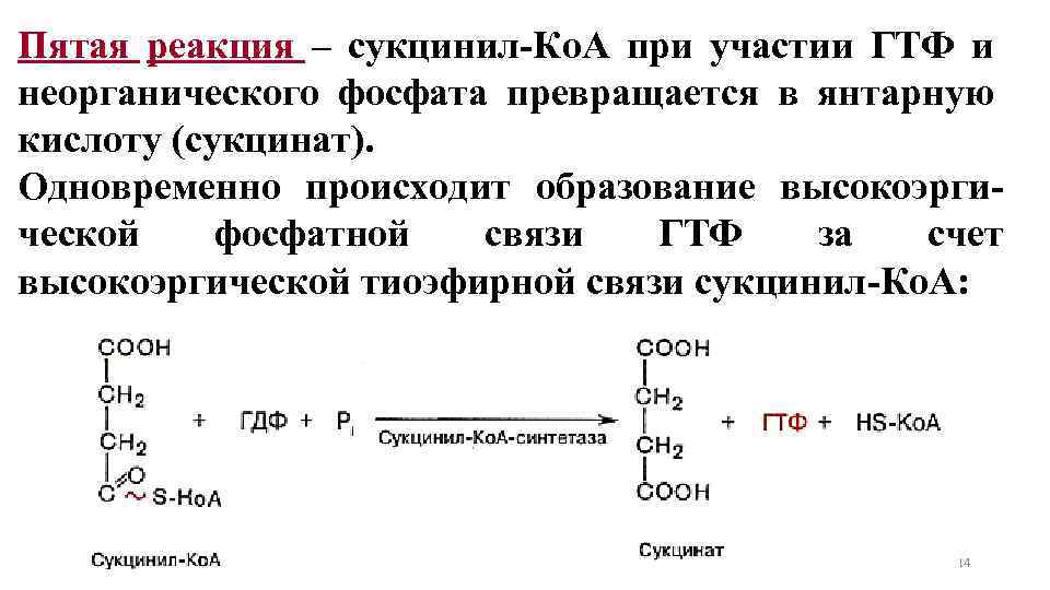 Пятая реакция – сукцинил-Ко. А при участии ГТФ и неорганического фосфата превращается в янтарную