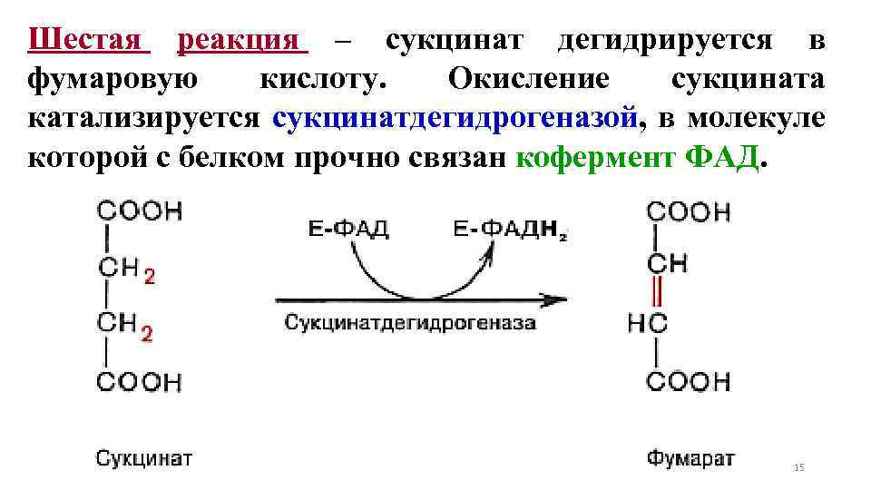 Шестая реакция – сукцинат дегидрируется в фумаровую кислоту. Окисление сукцината катализируется сукцинатдегидрогеназой, в молекуле