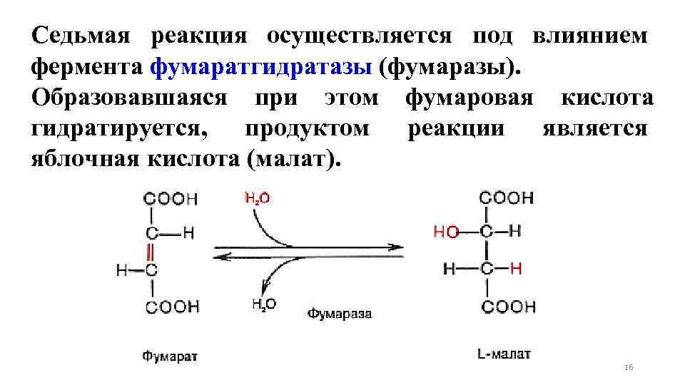 Седьмая реакция осуществляется под влиянием фермента фумаратгидратазы (фумаразы). Образовавшаяся при этом фумаровая кислота гидратируется,