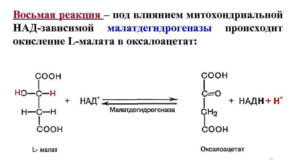 Восьмая реакция – под влиянием митохондриальной НАД-зависимой малатдегидрогеназы происходит окисление L-малата в оксалоацетат: 17