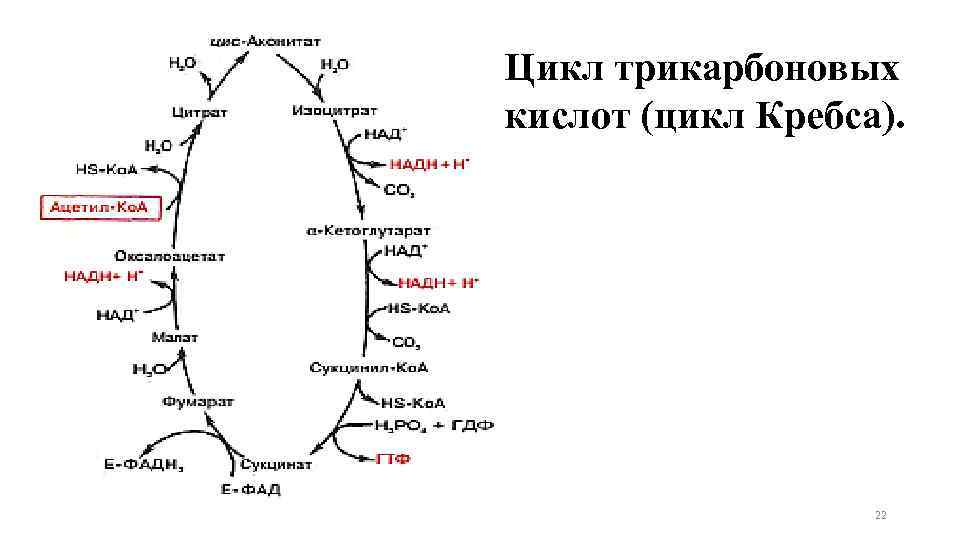 Цикл кребса картинки