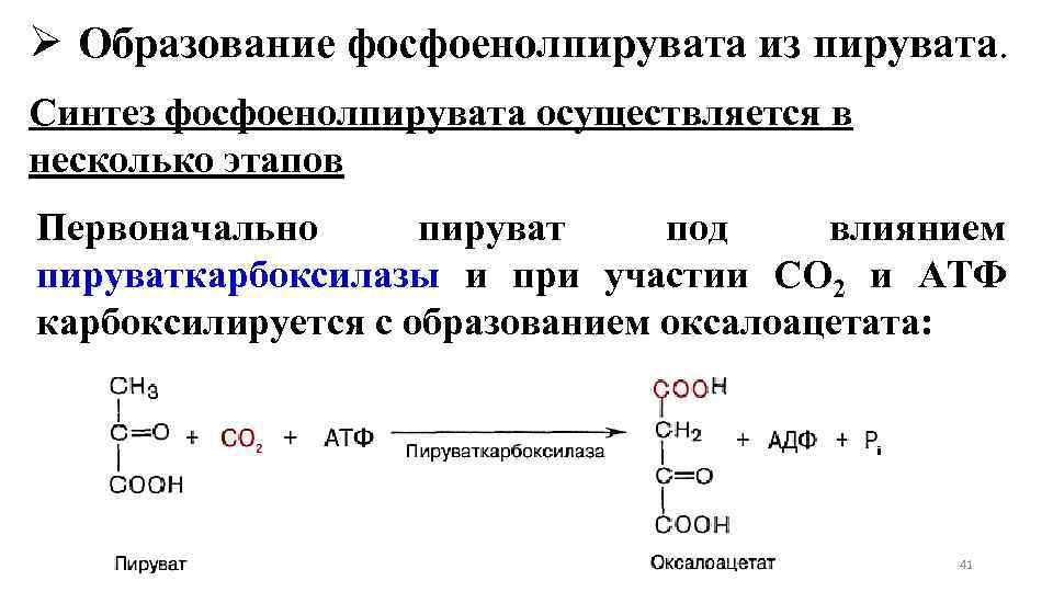 Ø Образование фосфоенолпирувата из пирувата. Синтез фосфоенолпирувата осуществляется в несколько этапов Первоначально пируват под