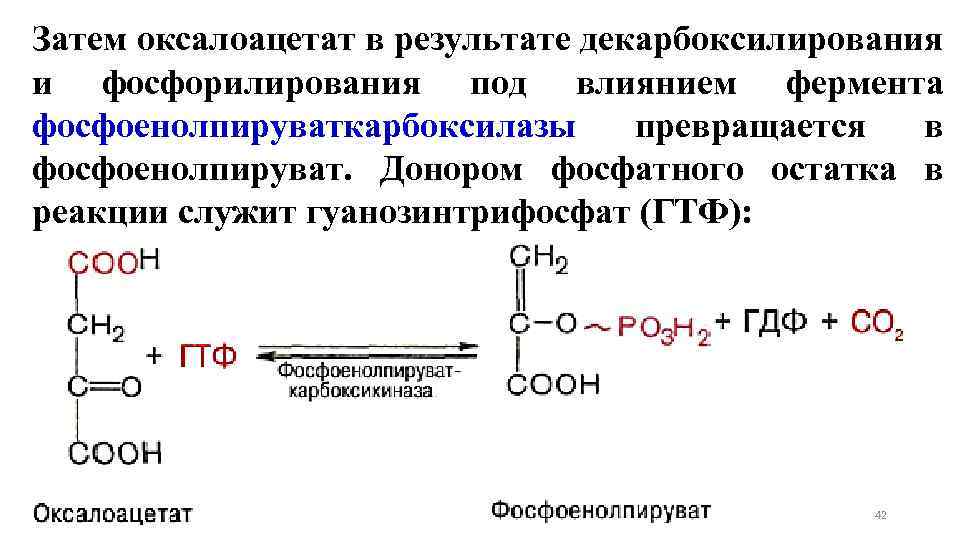 Затем оксалоацетат в результате декарбоксилирования и фосфорилирования под влиянием фермента фосфоенолпируваткарбоксилазы превращается в фосфоенолпируват.