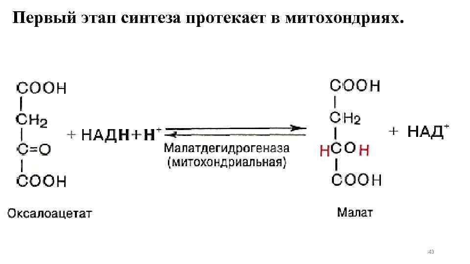 Первый этап синтеза протекает в митохондриях. 43 