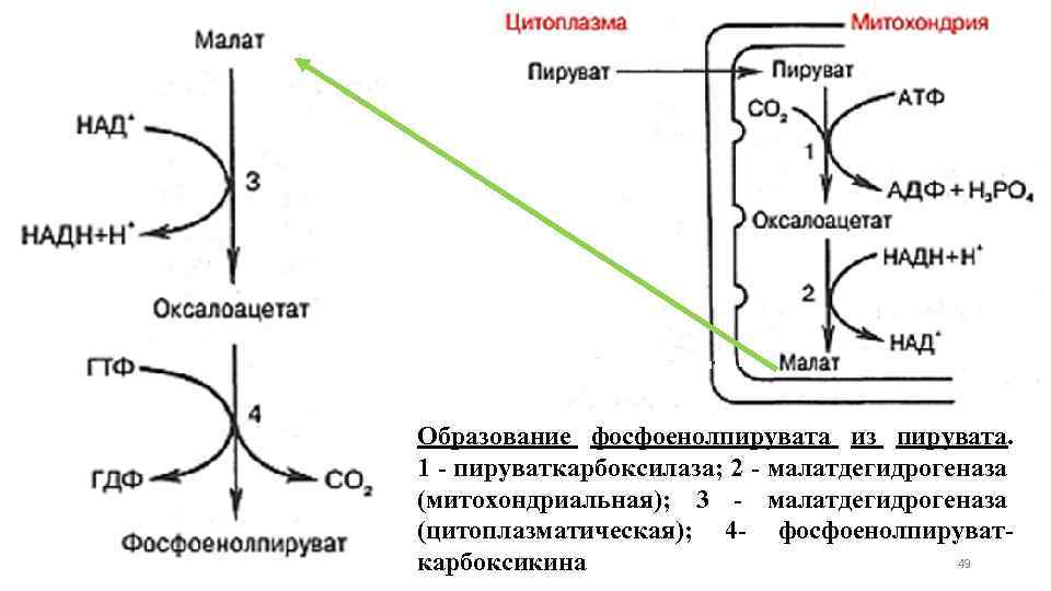 Образование фосфоенолпирувата из пирувата. 1 - пируваткарбоксилаза; 2 - малатдегидрогеназа (митохондриальная); 3 - малатдегидрогеназа
