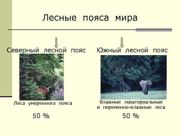 Лесные пояса мира Северный лесной пояс Леса умеренного пояса 50 % Южный лесной пояс