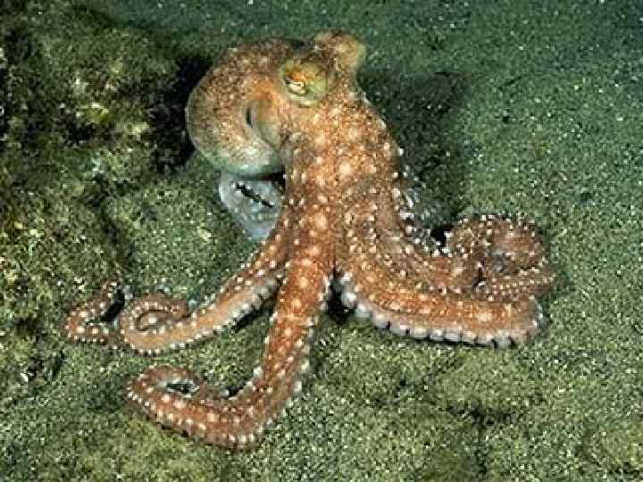 Ресурсы Мирового океана (биологические) n Биомасса насчитывает 140 тыс. видов – это животные (рыбы,