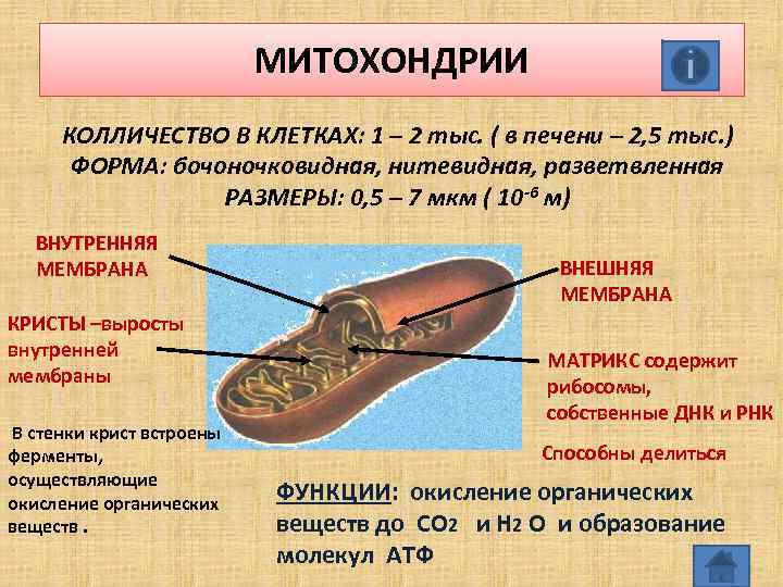 МИТОХОНДРИИ КОЛЛИЧЕСТВО В КЛЕТКАХ: 1 – 2 тыс. ( в печени – 2, 5