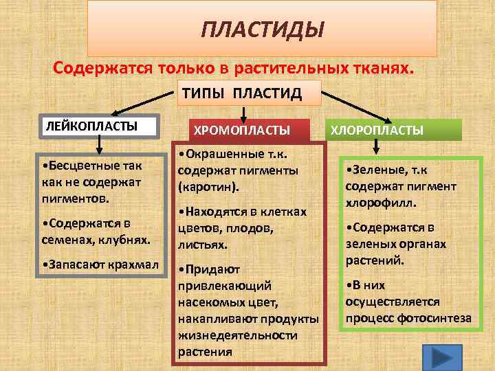 ПЛАСТИДЫ Содержатся только в растительных тканях. ТИПЫ ПЛАСТИД ЛЕЙКОПЛАСТЫ • Бесцветные так как не