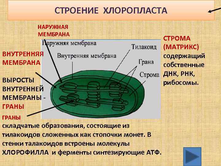СТРОЕНИЕ ХЛОРОПЛАСТА НАРУЖНАЯ МЕМБРАНА ВНУТРЕННЯЯ МЕМБРАНА ВЫРОСТЫ ВНУТРЕННЕЙ МЕМБРАНЫ ГРАНЫ складчатые образования, состоящие из