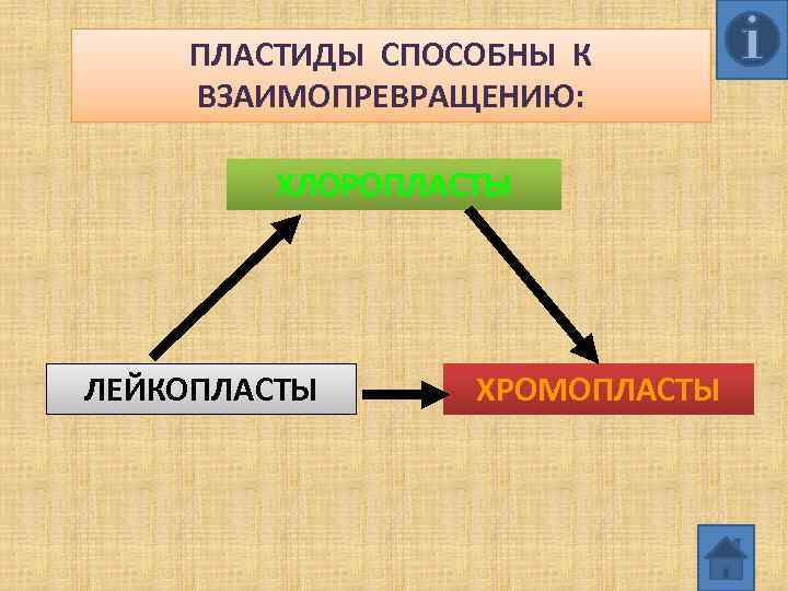 ПЛАСТИДЫ СПОСОБНЫ К ВЗАИМОПРЕВРАЩЕНИЮ: ХЛОРОПЛАСТЫ ЛЕЙКОПЛАСТЫ ХРОМОПЛАСТЫ 13 