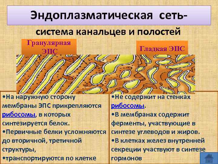Эндоплазматическая сеть система канальцев и полостей Гранулярная ЭПС • На наружную сторону мембраны ЭПС