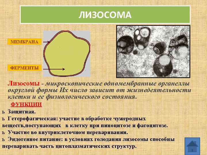 ЛИЗОСОМА МЕМБРАНА ФЕРМЕНТЫ Лизосомы - микроскопические одномембранные органеллы округлой формы Их число зависит от